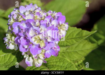 Schöne Nahaufnahmen der lila oder rosa und weißen Hortensia Gruppe oder Hydrangea macrophylla Blüten am Baum Stockfoto