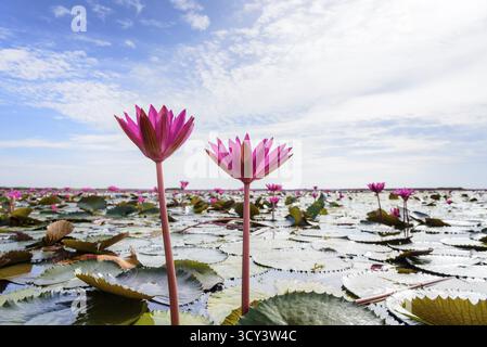 Schöne Natur Landschaft und in der Nähe von zwei roten Lotus Blumen oder Indianer oder Seerose Nymphaea Lotus in den Teich unter dem blauen Himmel bei Thale Keine Stockfoto