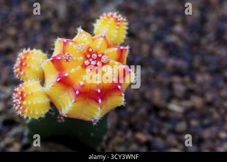 Gymnocalycium mihanovichii 'Red Top' (Ruby Kugel Kaktus, Kaktus) Hibotan in  Pot Stockfotografie - Alamy
