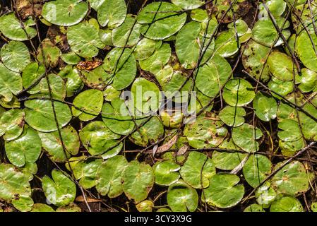 Nahaufnahme grüner Lilienpads mit Regentropfen auf einer Teichoberfläche. Stockfoto