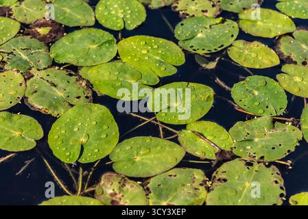 Nahaufnahme grüner Lilienpads mit Regentropfen auf einer Teichoberfläche. Stockfoto