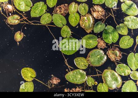 Nahaufnahme grüner Lilienpads mit Regentropfen auf einer Teichoberfläche. Stockfoto
