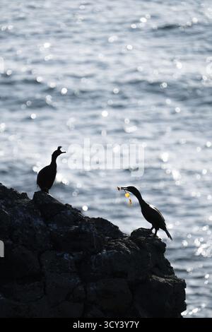 View of two dark birds perched atop jagged rocks overlooking the shimmering expanse of the sea, a study in contrasts, Reykjavik, Iceland. Stockfoto