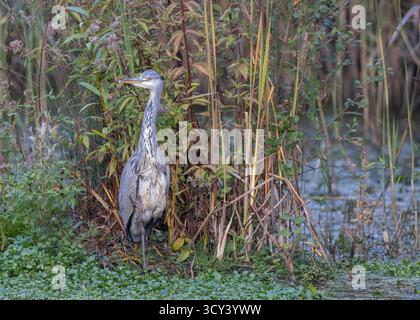 Vorderansicht eines grauen Reihers am Wasserrand mit seiner Reflexion im Wasser. Stockfoto