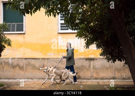 Conversano, Italien, 17.10.2025; eines morgens im Stadtzentrum, ein Mann mit seinen Wölfen, der in der Innenstadt spaziert. Stockfoto