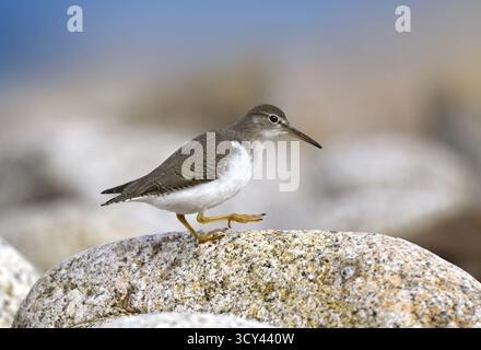 Spotted Sandpiper - Actitis macularius Stockfoto
