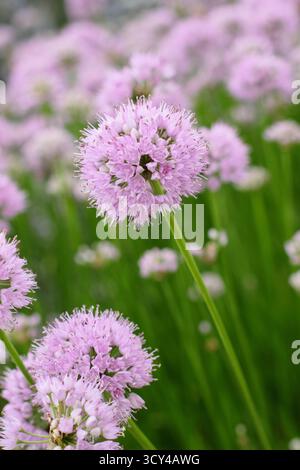 Allium Millenium mit charakteristischen rosafarbenen Pompons. Sommerblühende Zierzwiebeln. Stockfoto
