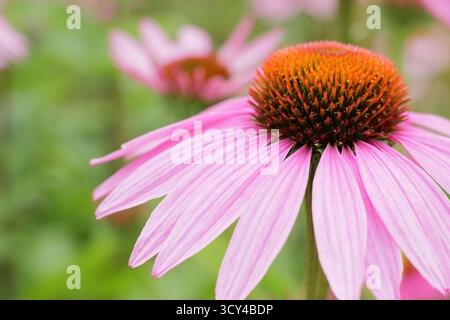 Echinacea purpurea Magnus. Lila Konflower mit charakteristischen dunkelrosa Blüten und auffälligen Zentren im Sommer. Coneflower „Magnus“. Stockfoto