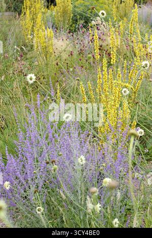 Schottergarten in der Hitze der Mittsommer-UK mit gelben Verbascum-Blütenähren, Perovskia salvia Blue Spire, Riesen-Skabiose und mexikanischem Federgras. UK Stockfoto