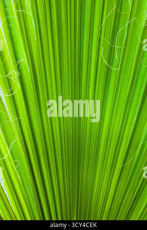 Textur des grünen Blattes der Fächerpalme, Nahaufnahme Stockfoto