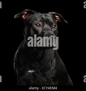 Entzückendes Porträt des Pitbull Dog isoliert auf schwarzem Hintergrund, Vorderansicht Stockfoto