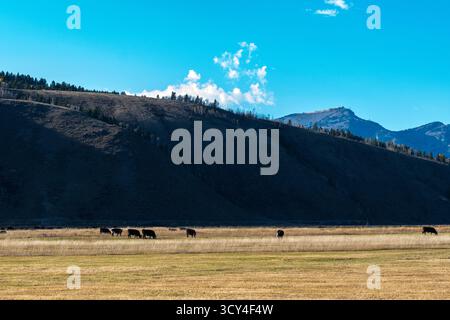 Kühe grasen auf einer grasbewachsenen Weide am Fuße eines großen butte und werfen einen Schatten über die Landschaft. Der butte ist von karger Vegetation bedeckt Stockfoto