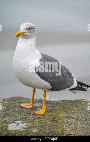 MONT SAINT-MICHEL, FRANKREICH – 15. DEZEMBER 2024: Eine Europäische Heringsmöwe (Larus argentatus) steht auf einem moosbedeckten Felsen mit unscharfem Hintergrund in der Nähe Stockfoto
