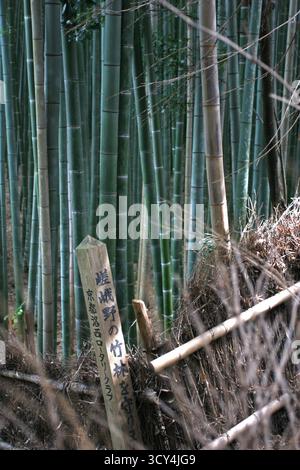 Sonnenlicht durch den Arashiyama Bambuswald in Kyoto, Japan Stockfoto