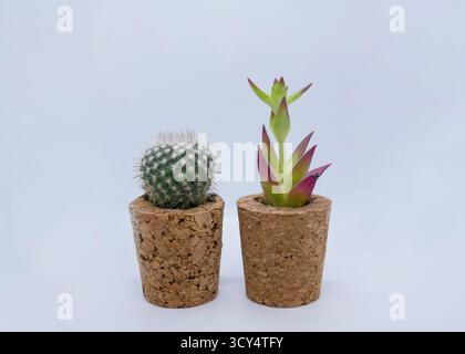Minimalistische Komposition aus einem kleinen runden Kakteen und einem farbenfrohen Sukkulenten in Korktöpfen auf weißem Hintergrund. Themen im Zusammenhang mit Wohnkultur, Mini Stockfoto