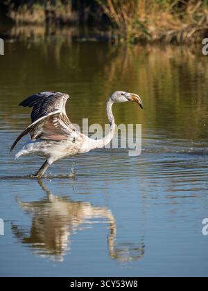 Nahaufnahme vertikale Ansicht des juvenilen Phoenicopterus roseus alias Greater Flamingo mit Reflexion im Brackwasserwasser, der am späten Nachmittag fliegt Stockfoto