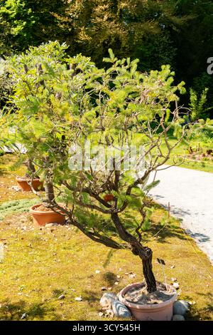 Zürich, Schweiz, 1. Mai 2025 Calothamnus Quadrifidus oder einseitige Flaschenbürstenpflanze im Botanischen Garten Stockfoto