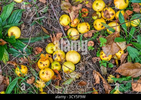 Krabbenäpfel auf dem Boden unter einer Hecke in Norfolk. Stockfoto