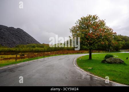Llanberis, Snowdonia, Wales – 2025.09.21 – Ein einziger Baum mit Herbstlaub steht neben einer nassen kurvenreichen Straße in der Nähe der Schieferbruchhügel unter einem Grau Stockfoto