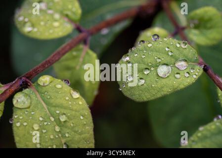 Detaillierte Makroaufnahme mehrerer grüner Blätter, die mit Regentropfen bedeckt sind, zeigt natürliche Schönheit und Frische nach einem Regenfall. Stockfoto