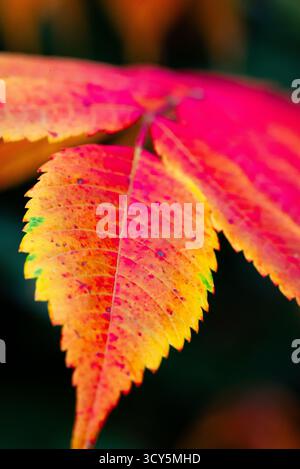 Ein Makrofoto eines lebendigen Herbstblattes in leuchtenden Rot-, Orange- und Gelbtönen. Symbol für Herbstsaison, Veränderung und natürliche Schönheit. Stockfoto