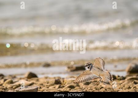 Ein Killdeer (Charadrius vociferus), der am felsigen Ufer des Lake Michigan, Michigan, USA landet. Stockfoto