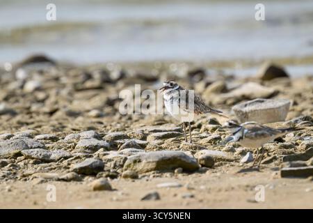 Ein Killdeer (Charadrius vociferus) am felsigen Ufer des Lake Michigan, Michigan, USA. Stockfoto