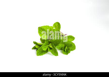Die Nahaufnahme frischer Pfefferminzblätter zeigt ihre Lebendigkeit und detaillierte Textur vor weißem Hintergrund. Stockfoto