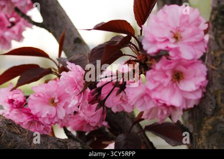Blühende Sakura-Zweige mit zarten rosa Blütenblättern vor dem hellen Frühlingshimmel, die Erneuerung und flüchtige Schönheit symbolisieren Stockfoto