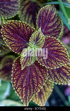 Plectranthus scutellarioides Coleus Blumei Blätter, blühende Pflanze in der Familie Lamiaceae, heimisch in Asien. Stockfoto