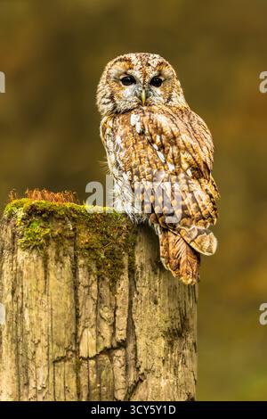 Tawny Owl, wissenschaftlicher Name: Strix Aluco. Porträt einer Tawny-Eule, hoch oben auf einem alten Zaunpfosten, bedeckt mit Moos, nach vorne gerichtet. Nahaufnahme. Vertikal. C Stockfoto