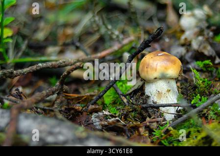 Nahaufnahme eines kleinen Wildpilzes, der im Waldboden zwischen Moos und Blättern wächst. Stockfoto