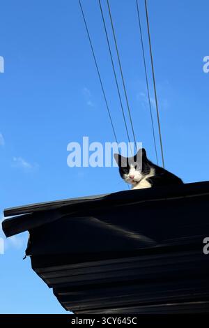 Schwarz-weiße Katze, die auf einem dunklen Dach vor einem klaren blauen Himmel liegt Stockfoto