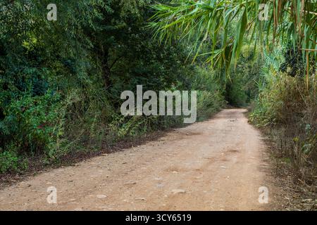 Ein gewundener, unbefestigter Pfad führt durch einen üppigen, grünen Wald, flankiert von dichtem Laub und hohem Schilf unter der Sonne. Stockfoto
