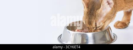 Nahaufnahme einer braunen Katze, die Nassfutter aus einer Edelstahlschale auf weißem Hintergrund isst. Stockfoto
