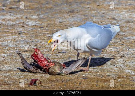 Glaukomöwe (Larus hyperboreus hyperboreus), Erwachsener im Sommer, das Gefieder auf toter Eiderente im Frühjahr, Svalbard/Spitzbergen Stockfoto