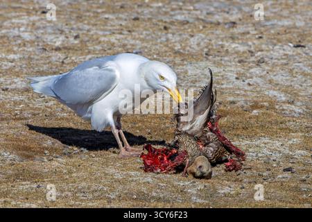 Glaukomöwe (Larus hyperboreus hyperboreus), Erwachsener im Sommer, das Gefieder auf toter Eiderente im Frühjahr, Svalbard/Spitzbergen Stockfoto