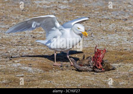 Glaukomöwe (Larus hyperboreus hyperboreus), Erwachsener im Sommer, das Gefieder auf toter Eiderente im Frühjahr, Svalbard/Spitzbergen Stockfoto