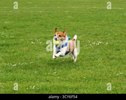 Fox Jack Russell Terrier läuft mit Ball Stockfoto