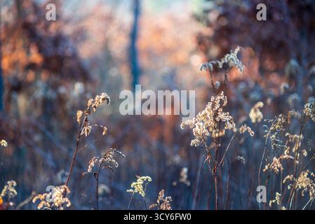 Schöne helle trockene Blumen von Wiesenblumen in wunderschöner Hintergrundbeleuchtung und Winterwald. Braune Pflanzen im forstesten Winterhintergrund Stockfoto