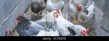 Gruppe von verschiedenen Hühnern in einem Stall mit Ziegelmauern in einem Bauernhof im Freien. Stockfoto