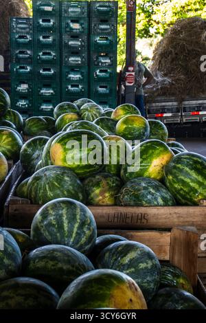 Marilia, SP, Brasilien, 16. Oktober 2025. Frische Wassermelonen in Kisten auf dem CEAGESP-Großhandelsmarkt in Marília gestapelt. Die Essenz des brasilianischen Agricu Stockfoto