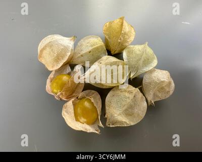 Reife, gelb gemahlene Kirschen aus dem Garten im Hudson Valley New York usa Stockfoto