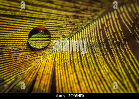 Makroansicht einer Feder mit einem einzelnen Wassertropfen zur Vergrößerung ihrer Textur. Stockfoto