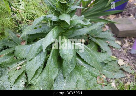 Große Basalrosette von Twiggy Mullein (Verbascum virgatum), die ihre breiten, strukturierten Blätter zeigt, die in einem Garten im Vereinigten Königreich wachsen. Stockfoto