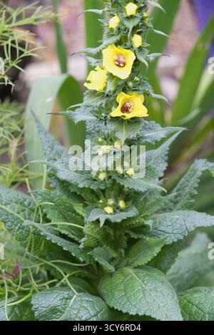 Twiggy Mullein (Verbascum virgatum) blühende Spitze mit hellgelben Blüten und strukturiertem Laub, die in einem Garten in Großbritannien wächst. Stockfoto