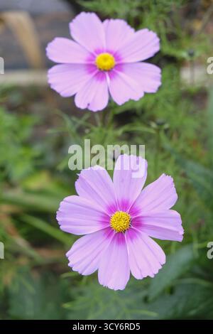 Rosafarbene Cosmos-Blüten (Cosmos bipinnatus) in Blüte, die ihre Gänseblümchen und gelben Blüten in einem britischen Garten zeigen Stockfoto