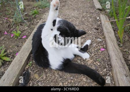 Schwarz-weiße Katze, die sich auf einem Holzspäne-Pfad in einem Kleingarten in Großbritannien pflegt. Stockfoto
