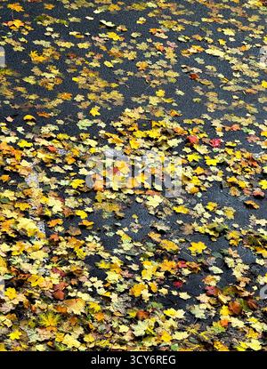 Herbstliche Blätter, nass nach Regen, auf dem Asphalt. Stockfoto