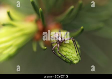 Makroaufnahme einer Spinne, die auf einem frischen Kiefernzapfen sitzt Stockfoto
